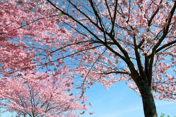 Fleur de cerisier contre ciel bleu — Photo