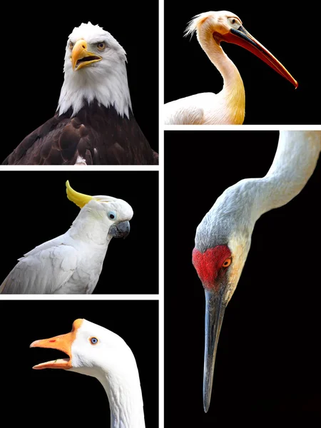 Verschillende vogels geïsoleerd op zwarte achtergrond collage — Stockfoto