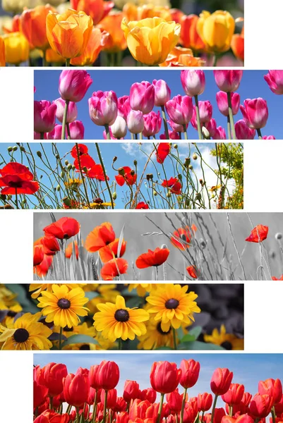 Collage av vårens och sommarens blommor — Stockfoto