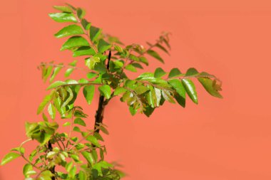 Bitki turuncu arka plana karşı köri yaprakları