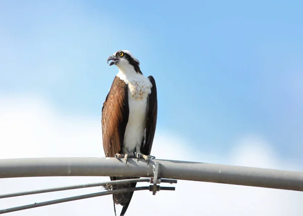 Nära upp skott av hawk på elektriska pole — Stockfoto