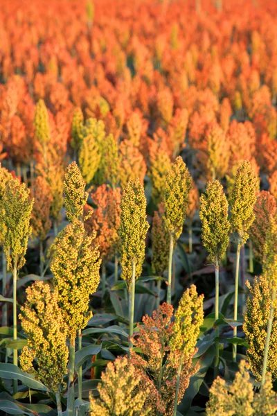 Sorghum-grödor som odlas i södra Indiana — Stockfoto
