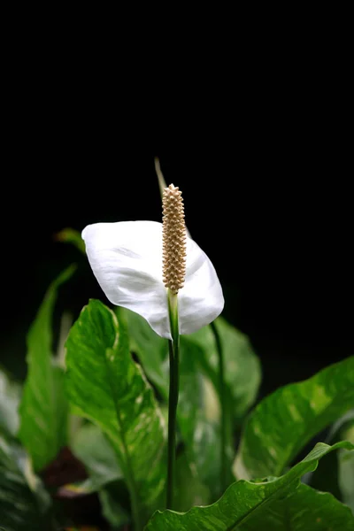 White Anthurium flower on black background — Stock Photo, Image