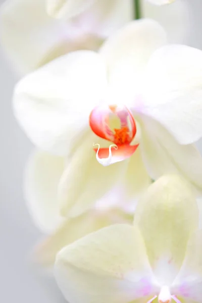 Extreme close up shot of Orchid flowers — Stock Photo, Image
