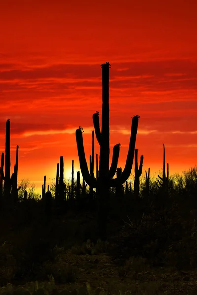 Saguaro-Kaktus vor leuchtend rotem Himmel — Stockfoto