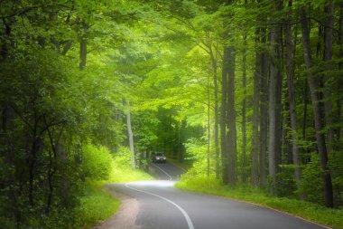 Washington eyaletinde doğal orman yolu