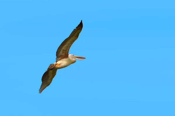 Pelican bird flying in the sky — Stock Photo, Image