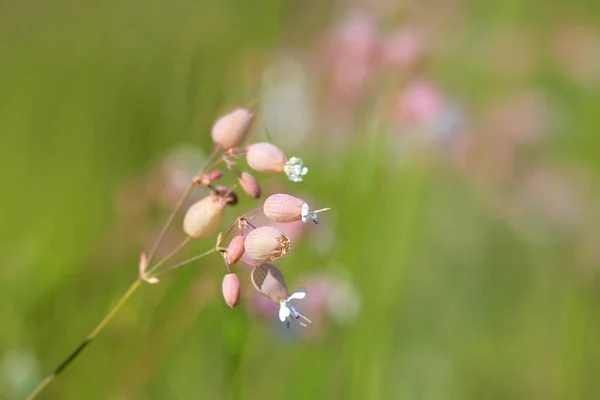 Michigan fleurs sauvages dans l'herbe — Photo