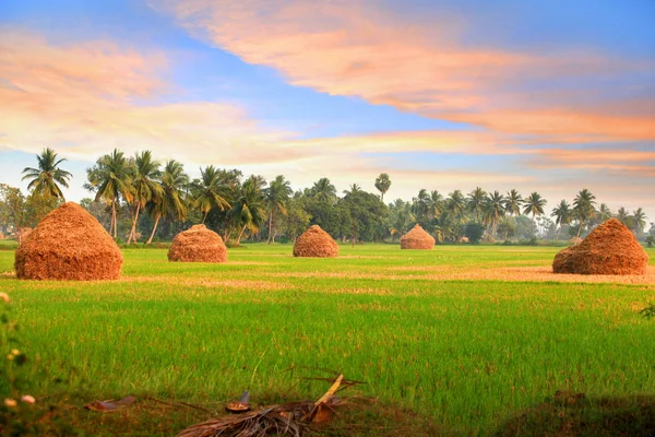 Scenic farm landscape in Andhra pradesh, India — Stock Photo, Image