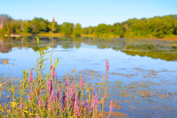 Kytice u jezera ve venkovských Michigan — Stock fotografie