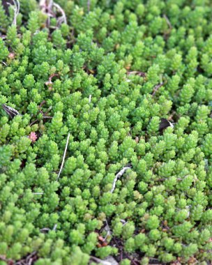 Etli taze büyüyen bitkiler atış kapatın