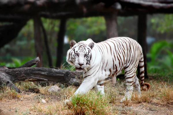 Nära upp skott av White Tiger — Stockfoto