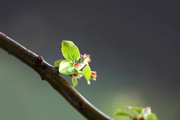 Pomme fleur gros plan tourné au printemps — Photo