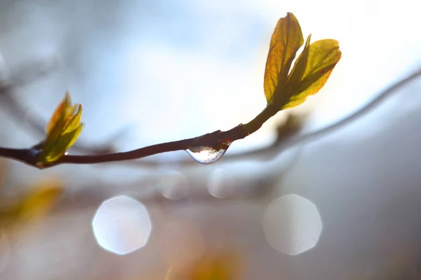 Regn vattendroppe på lönn trädgren — Stockfoto