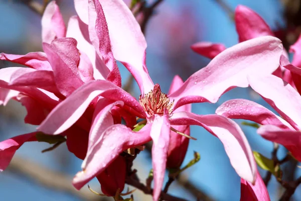 Extreme close up shot of Magnolia flower with dew — Stock Photo, Image