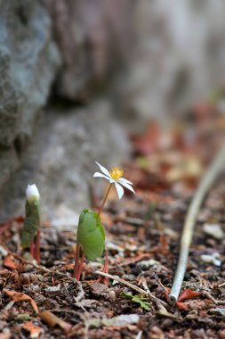 Kan kök çiçek atış kapatın
