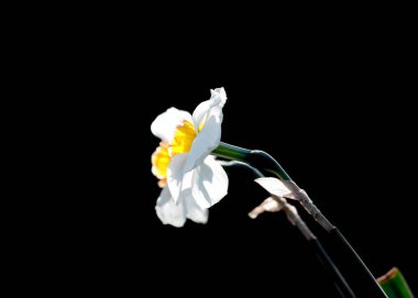 Siyah arka plan üzerinde atış kadar nergis çiçek kapatın