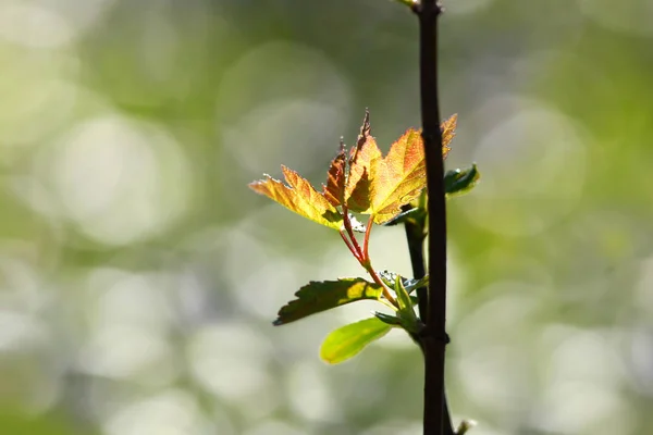 Feuilles d'érable fraîchement cultivées — Photo