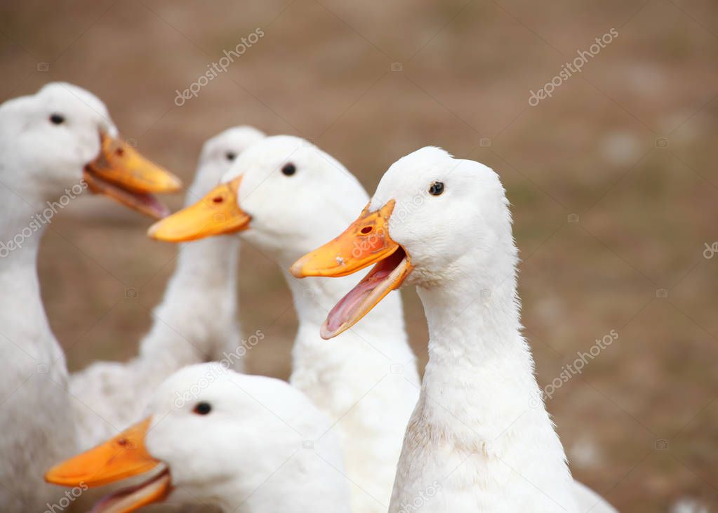 Close up shot of many ducks in the farm