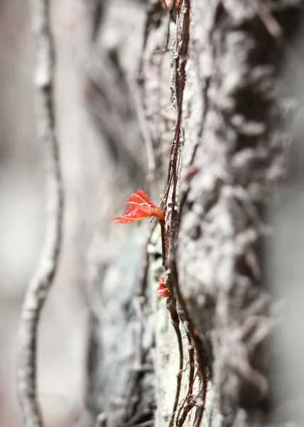 Feuilles fraîchement cultivées sur la veine — Photo