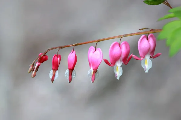 Flowers of the bleeding heart plant — Stock Photo, Image