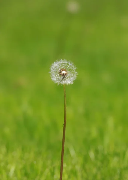 Одуванчик весной на зеленом природном фоне — стоковое фото