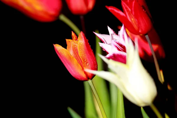 Tulipes colorées sur fond noir — Photo