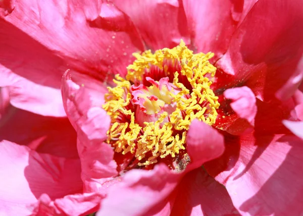 Dans Détails latéraux de fleurs de chrysanthèmes — Photo