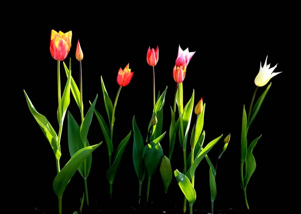 Colorful Tulips against black background — Stock Photo, Image