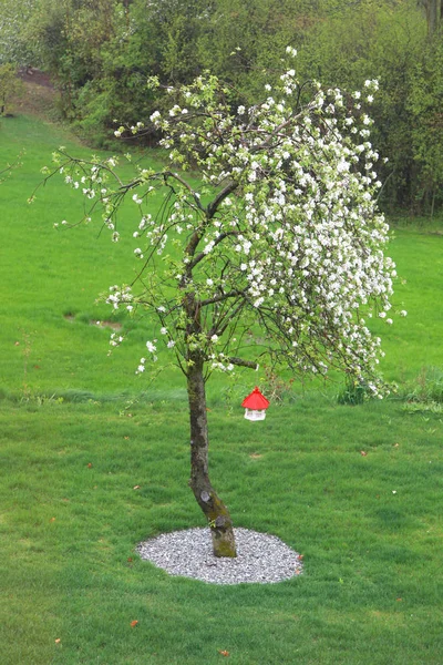 Manzano en plena floración en primavera —  Fotos de Stock