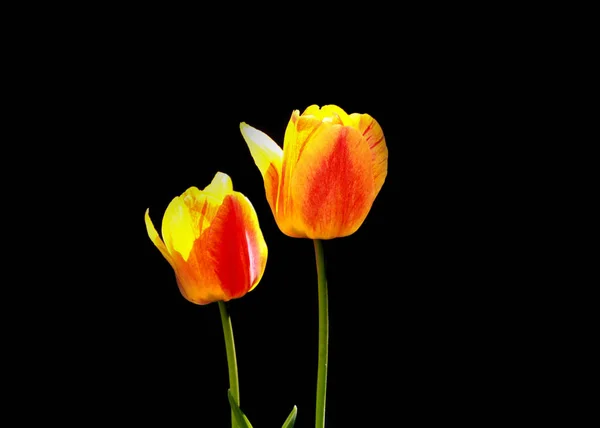 Two yellow Tulip flowers against black background — Stock Photo, Image