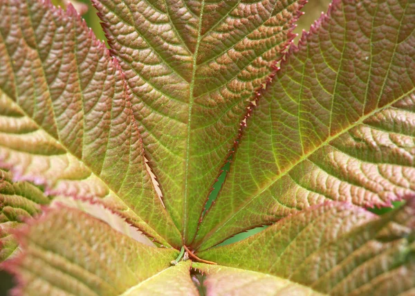 Extreme close up strzał świeżych roślin pozostawia — Zdjęcie stockowe