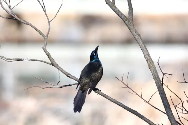 Common grackle on the branch of tree — Stock Photo, Image