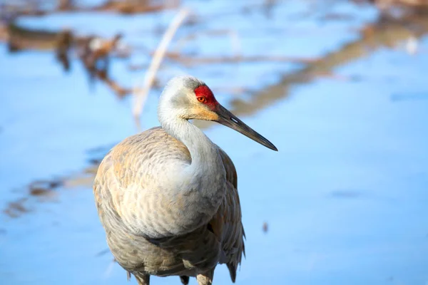 Close up shot of Sand hill crane — Stock Photo, Image