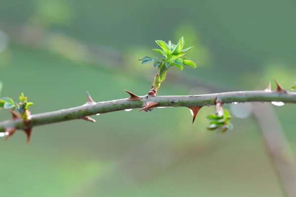 Frisch gezogene Blätter an Rosenpflanze — Stockfoto