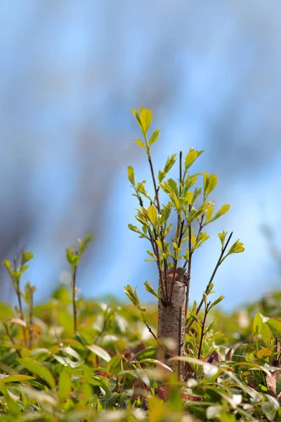 Plantes fraîches cultivées au printemps — Photo