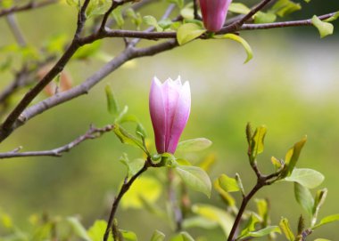 Ağaç dalı Manolya çiçek