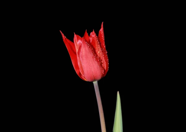 红色郁金香花在黑色背景 — 图库照片