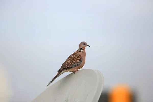 Утренний голубь на антенне — стоковое фото