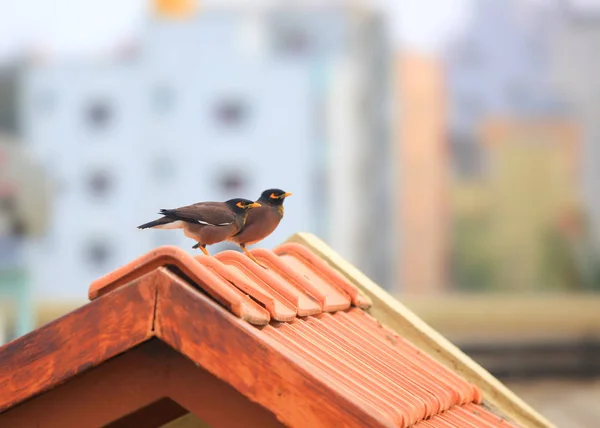 Dwa wspólne ptaki Myna na dachu — Zdjęcie stockowe
