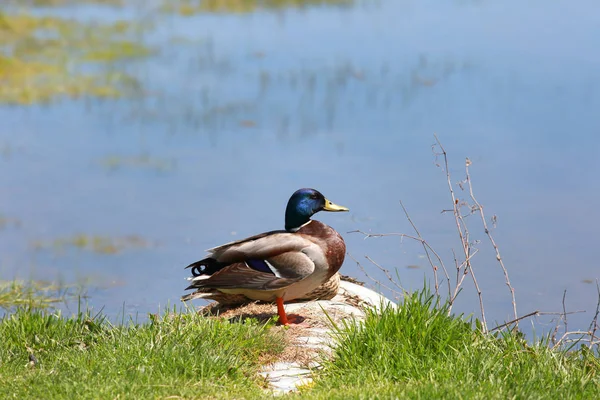 Lindos patos Mallard junto ao lago — Fotografia de Stock