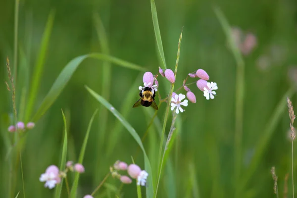 Michigan flores silvestres e abelha bumble — Fotografia de Stock