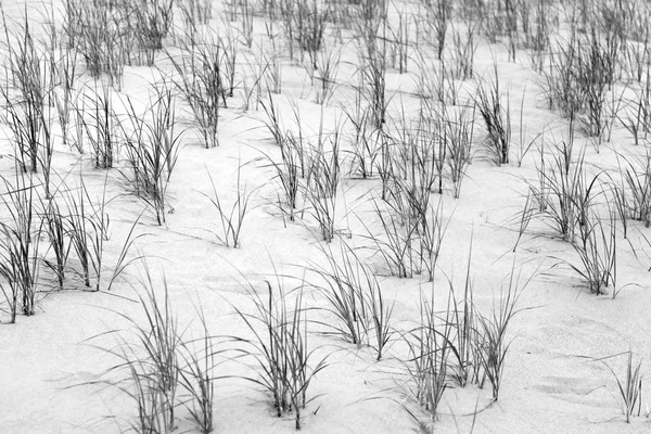 Monochrome picture of grass in the sand dunes — Stock Photo, Image