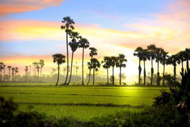 Paddy alanları peyzaj Hindistan