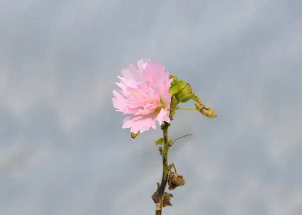 Gri bir arka plana dayanır pembe çiçek — Stok fotoğraf