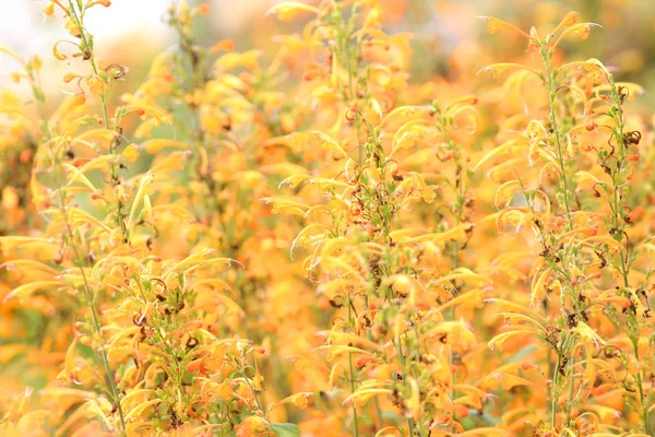 Campo di molti fiori gialli — Foto Stock