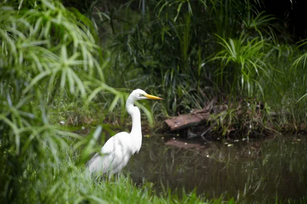 White heron by the stream — Stock Photo, Image
