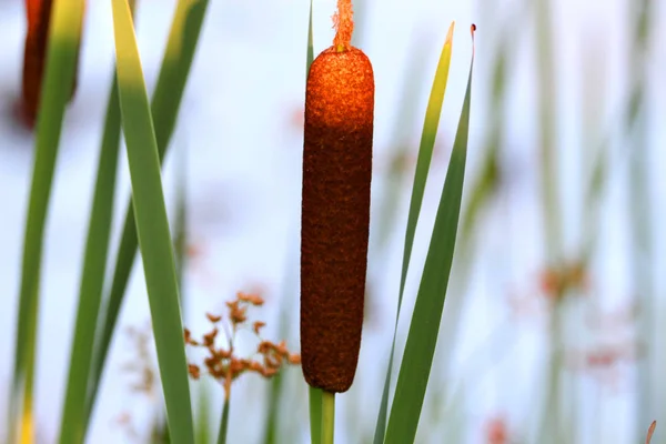 Fechar a foto de Bulrush Reed — Fotografia de Stock