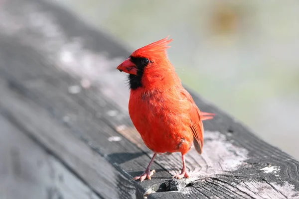 Foto ravvicinata del cardinale — Foto Stock