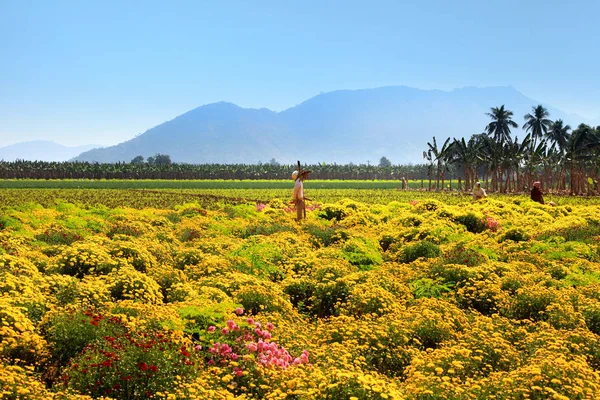 Flower fields in Andhra Pradesh state India — Stock Photo, Image